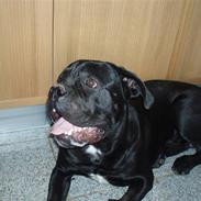 Cane corso  Diablo