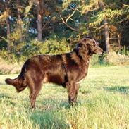 Border collie Max