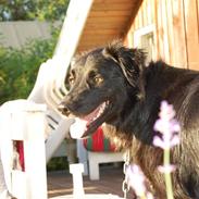 Border collie Max