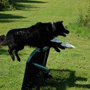 Border collie Max