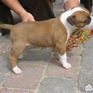 Amerikansk staffordshire terrier *R.I.P* min elskede Zeus (2011)