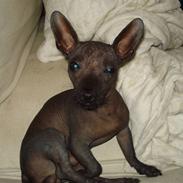 Xoloitzcuintle Baby