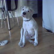 Amerikansk bulldog Ice