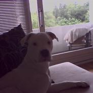 Amerikansk bulldog Ice