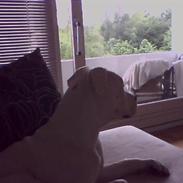 Amerikansk bulldog Ice