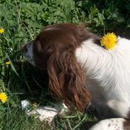 Engelsk springer spaniel Møllebjergs Elaine (Lady)