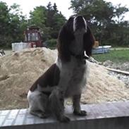 Engelsk springer spaniel Møllebjergs Elaine (Lady)