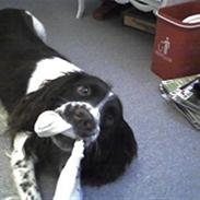 Engelsk springer spaniel Møllebjergs Elaine (Lady)