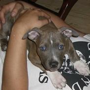 Amerikansk staffordshire terrier Kenzo