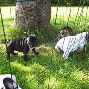 Fransk bulldog Coco +2007-2009+ R.I.P.