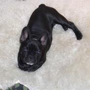 Fransk bulldog Coco +2007-2009+ R.I.P.