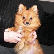 Blanding af racer *Mille*