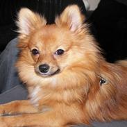 Blanding af racer *Mille*