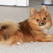 Blanding af racer *Mille*