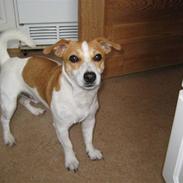 Jack russell terrier Buddy