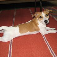 Jack russell terrier Buddy