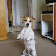 Jack russell terrier Buddy