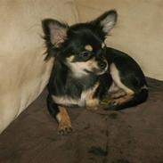 Chihuahua rocco