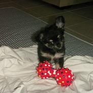 Chihuahua rocco