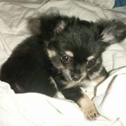 Chihuahua rocco