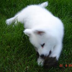Samojedhund Charlie