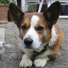Welsh corgi cardigan Bertram