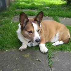 Welsh corgi cardigan Bertram