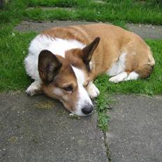 Welsh corgi cardigan Bertram