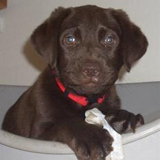 Labrador retriever Luna