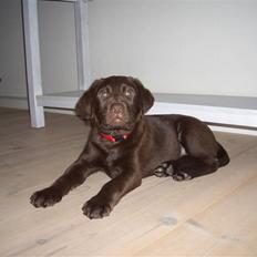 Labrador retriever Luna