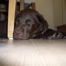 Labrador retriever Luna