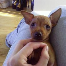 Dvaergpinscher *Pipo*