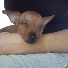 Dvaergpinscher *Pipo*