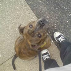 Staffordshire bull terrier Biggie.