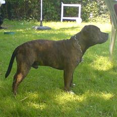 Staffordshire bull terrier Biggie.