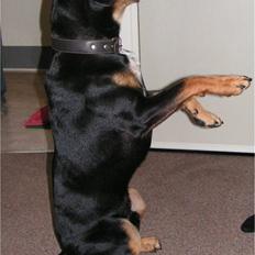 Blanding af racer Kenzo