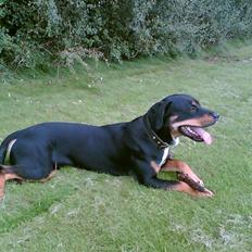 Blanding af racer Kenzo