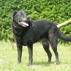 Labrador retriever Bassi