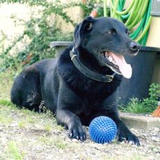 Labrador retriever Bassi