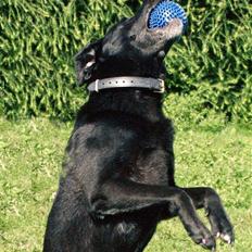 Labrador retriever Bassi