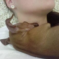 Dvaergpinscher *Pipo*