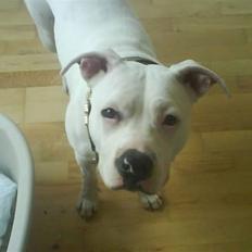 Blanding af racer Emma