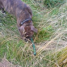 Blanding af racer Cheri  R.I.P.  ma cheri