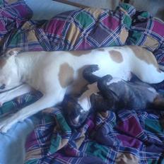 Blanding af racer Cheri  R.I.P.  ma cheri