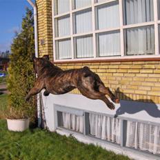 Olde english bulldogge Rady