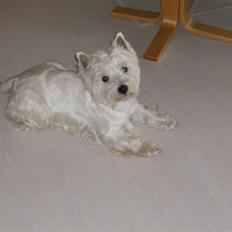 West highland white terrier Baloo