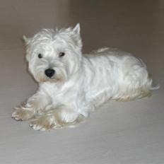 West highland white terrier Baloo