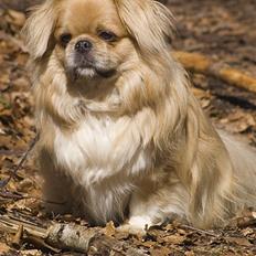 Tibetansk spaniel Bamse