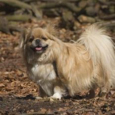 Tibetansk spaniel Bamse