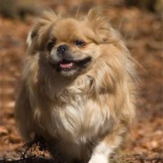 Tibetansk spaniel Bamse
